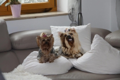 HomeofHarmomy_Blue_and_tan_ Yorkshire Terrier_Lili3